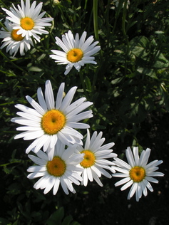 Summer flowers 1 1395370 639x852
