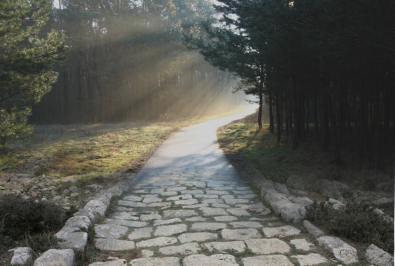 Walking Well Through Life